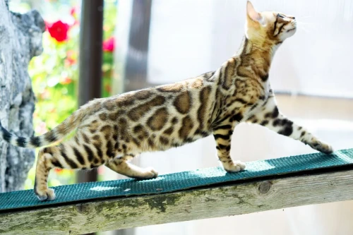 Bengal kittens