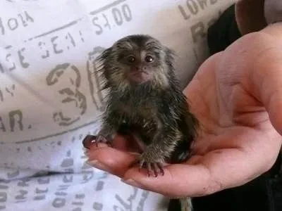 Marmosets Monkeys Available Now