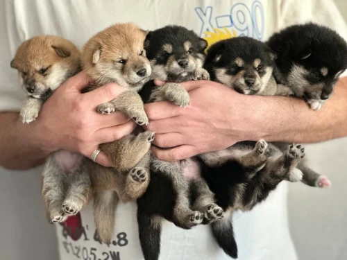 Собаки порода Shiba Inu