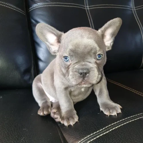 Цуценята французького бульдога для гарного дому french bulldog puppies for a good home