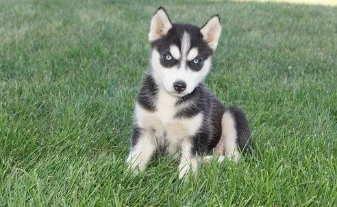 цуценята сибірського хаскі для усиновлення Siberian Husky puppies for adoption