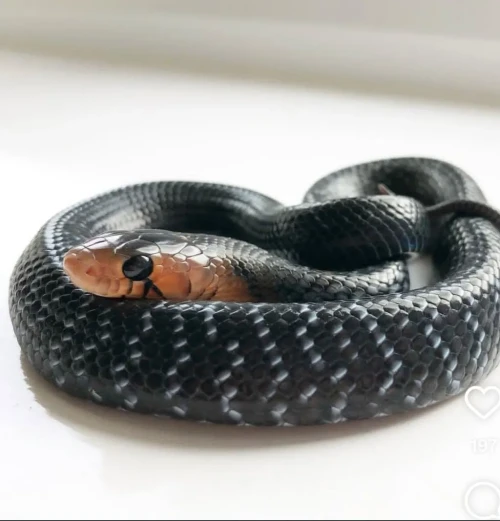 Drymarchon couperi for sale